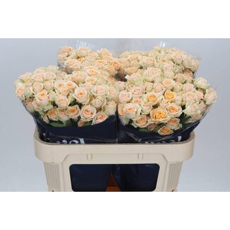 Freshy R tros Trinity