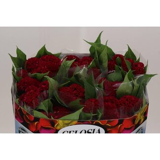 Freshy Celosia C Act Dara