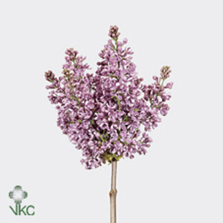 Freshy Sering V Dark Koster 4 Kop