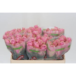 Freshy Rosa Athena Royale