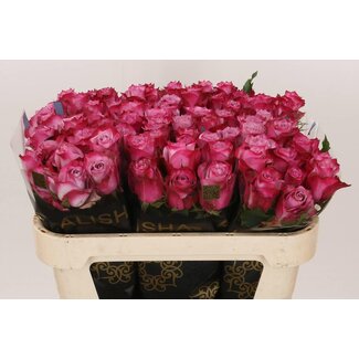 Freshy Rosa Deep Purple