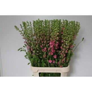 Freshy Consolida R Q Rose