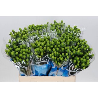 Freshy Hypericum Coco Bamboo