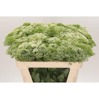 Freshy Trachelium Wh Lake Michig