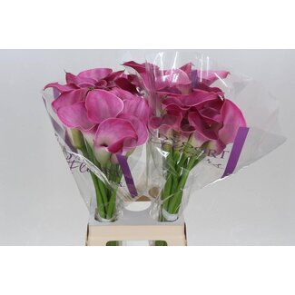 Freshy Zantedeschia Fantasia