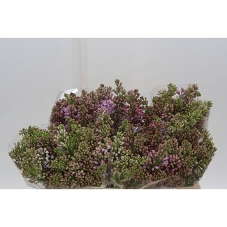 Freshy Sering V Lavaliensis 2 Kop