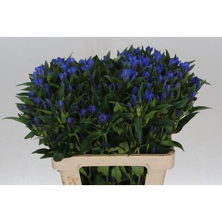 Freshy Gentiana Gentian “Kagayaki” | Colour: Blue | Length ± 60 centimetre | Per 10 stems fresh flowers