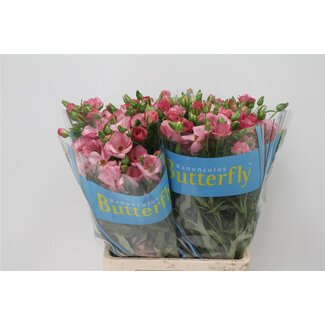 Freshy Ranunculus Butterfly Lycia