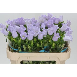 Freshy Campanula M Champion Lavendel