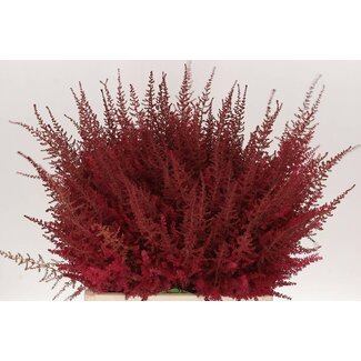 Freshy Astilbe Ar Paul Gaarder
