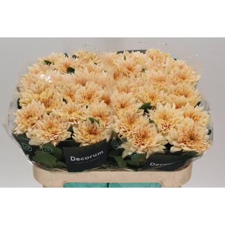 Freshy Chrysant deco Kalimba Salmon