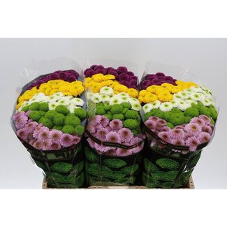 Freshy Chrysant santini Pompon Gemengd in Bos