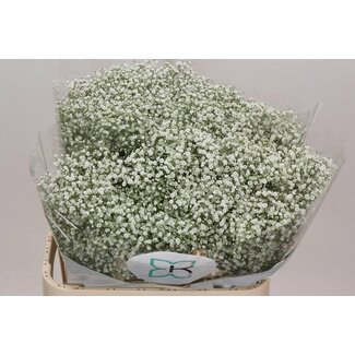 Freshy Gyps Pa Zi Discovery