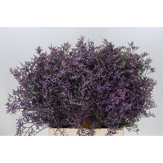 Freshy Limonium Saf Lilac