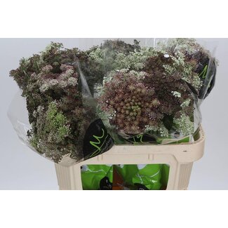 Freshy Daucus Carota 'dara