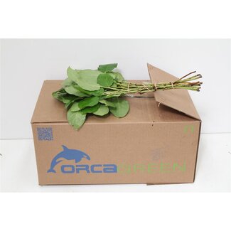 Freshy Salal Mini | Colour: Green | Length ± 35 centimetre | Weight 150 gram | Per 5 bunches