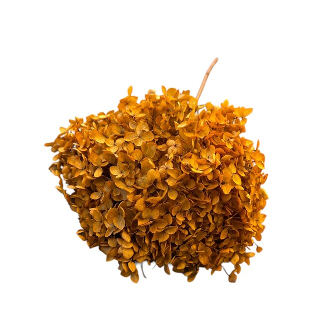 Hydrangea Hortensia Conservé | Couleur: Orange | Longueur ± 70 centimeter | Par tige
