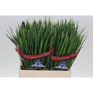 Freshy Iris Hong Kong