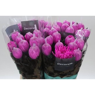 Freshy Chrysant deco Antonov Kleurbehandeld Cerise