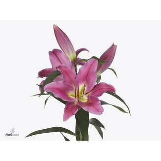 Freshy Lelie Oriental Aqua Valdosta