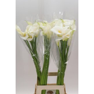 Freshy Zantedeschia Ae Innocence