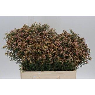 Freshy Limonium Sin Senecio Nectarin
