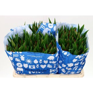 Freshy Tulp enkel Strong Love