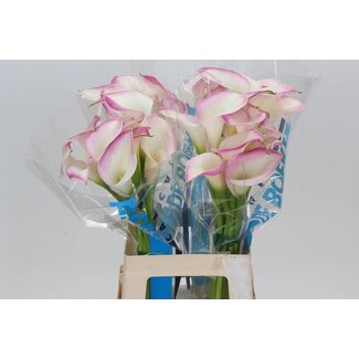 Freshy Zantedeschia Calluna Mario