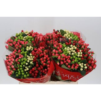 Freshy Hypericum Rainbow Romance Gem In Fust