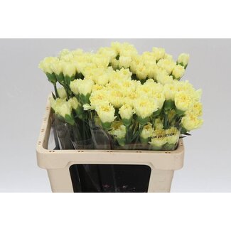 Freshy Anjer Kort Hermes