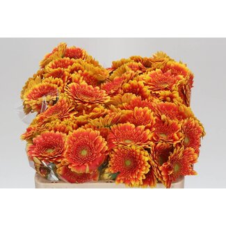 Freshy Germini. Aqua Franky x20