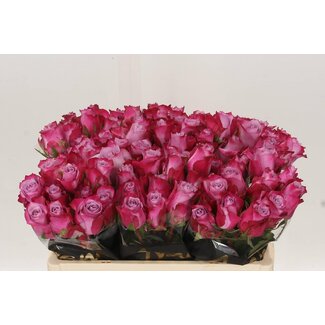 Freshy Rosa Deep Purple