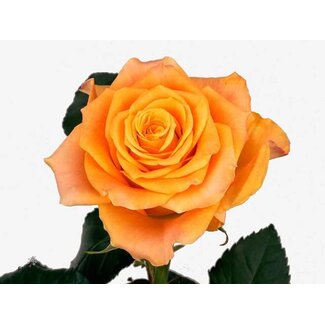 Freshy Rosa Marie-claire