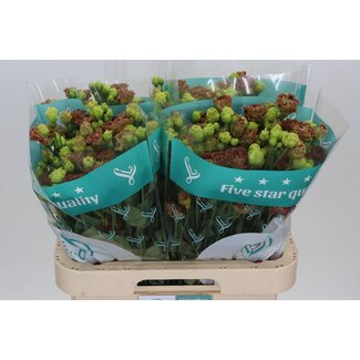 Freshy Eustoma Gevuld Rosan Terracot