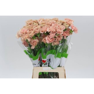 Freshy Anjer Lang Caramel