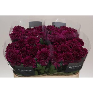 Freshy Chrysant deco Lamira