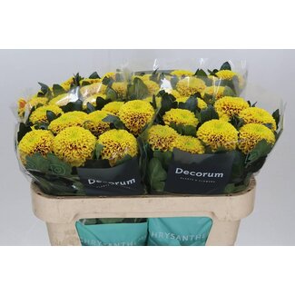 Freshy Chrysant deco Tropicana