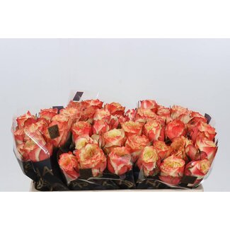 Freshy Rosa Adventure