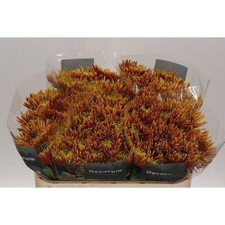 Freshy Chrysant deco Saffina Dark