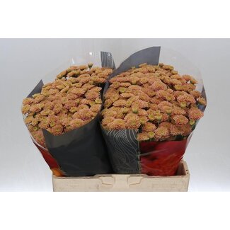 Freshy Chrysant santini Ellison Salmon X L