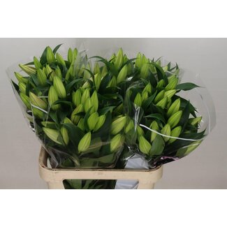 Freshy Lelie Oriental Aqua Zambesi