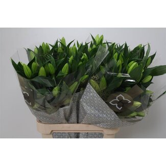 Freshy Lelie Oriental Aqua Signum