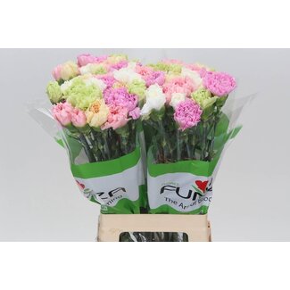 Freshy Anjer Funza Lang Rainbow Pastel