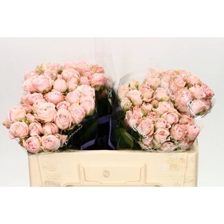 Freshy R tros Bombastic