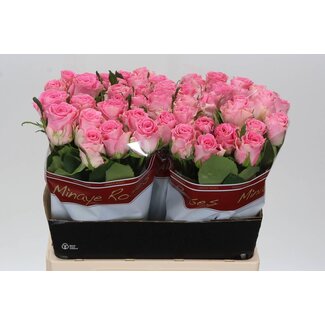 Freshy Rosa Seductive