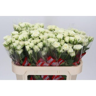 Freshy R tros Snowflake