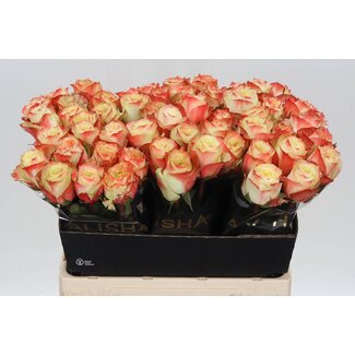 Freshy Rosa Adventure