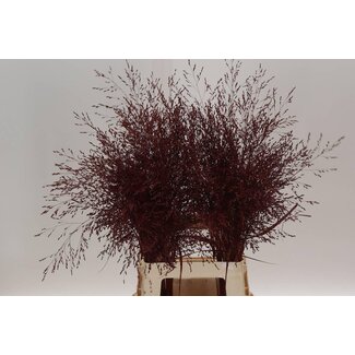 Freshy Panicum (siergras) Colord Licht Rose