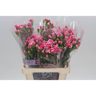 Freshy Trosanjer Cosmocherry