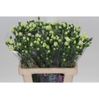 Freshy Trosanjer Rascal Green